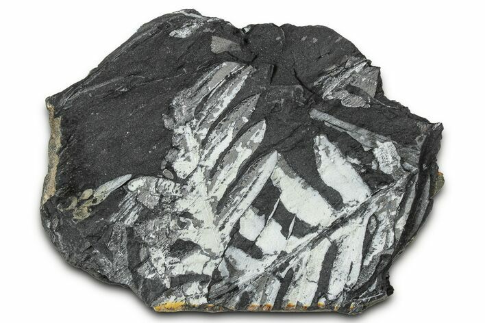 Fossil Seed Fern (Alethopteris) Plate - Pennsylvania #347683